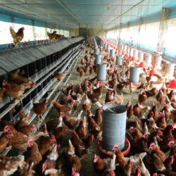 أسعار النفط ترتفع بعد بيانات اقتصادية إيجابية من الصين وأمريكا