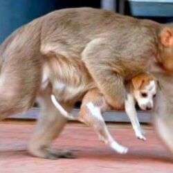 “الصحة” تستعرض مستجدات متحور “أوميكرون” في مؤتمر “كورونا”.. غدًا