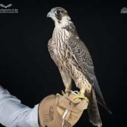 اختيار فيلم “أغنية الغراب” لتمثيل المملكة في مسابقة الأوسكار