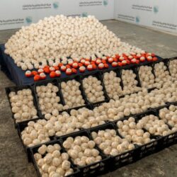 مغادرة طائرتان إغاثيتان تحملان 168 طناً من مساعدات المملكة للشعب الأوكراني