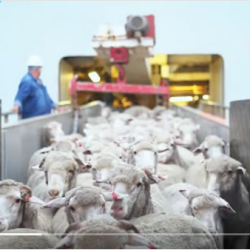 الأمم المتحدة تدعو لوقف القتال في السودان وحماية المدنيين