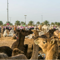 “سدايا” تسخّر التقنيات لدعم سفر الحجاج من كوت ديفوار ضمن مبادرة طريق مكة