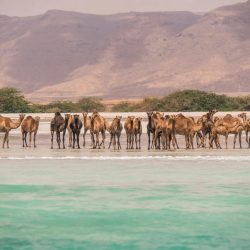 الصحة العالمية: أزمة في تشخيص وعلاج الربو أكثر أمراض الأطفال انتشاراً