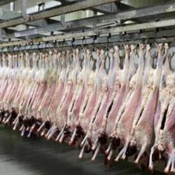 تحذير المفتي العام: الحج بلا تصريح “مخالفة شرعية جسيمة” والالتزام الصحي “واجب ديني”