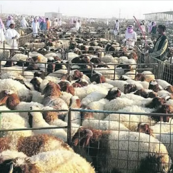 برئاسة السعودية.. اتحاد إذاعات الدول العربية يُفعّل نشاطه الإعلامي في سوريا