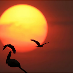 “الطيران المدني” يضاعف جهوده لمتابعة جودة الخدمات المقدمة لضيوف الرحمن أثناء المغادرة