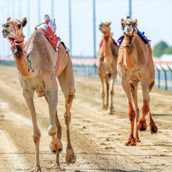 حرس الحدود في جازان يحبط تهريب أقراص محظورة