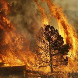 “واشنطن تنتفض: مظاهرات حاشدة ضد سياسات ترامب ونشر القوات العسكرية”