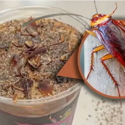 لليوم الثاني.. وزير الخارجية يشارك نيابةً عن ولي العهد في قمة العشرين بجنوب أفريقيا