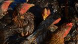 إعدام 16 مليون طائر في اليابان بسبب تفشي فيروس إنفلونزا الطيور
