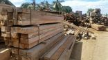 الصين علقت دخول صادرات الأخشاب الأسترالية من ولاية كوينز لاند.