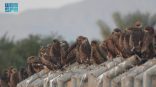 رصد أعداد كبيرة من طيور الحدأة السوداء على أطراف تبوك