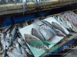 صحة البيئة: إنذار 48 محل لبيع الدواجن والأسماك واللحوم ورصد 202 مخالفة