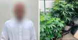 “لا أحد فوق القانون”.. الكويت: ضبط شخص من الأسرة الحاكمة يزرع الماريجوانا بمنزله