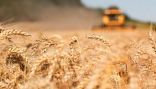 سوق الحبوب.. الأسعار تتهاوى على وقع انتعاش “أمل السلام” بين روسيا وأوكرانيا