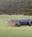 بالفيديو.. تمساح يقوم بحركة غريبة في ملعب غولف