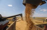 توقف صادرات الحبوب الأوكرانية بسبب صعوبات في النقل