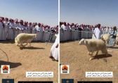 شاهد: حراج على خروف في‎ الطائف تم بيعه بسعر صادم