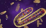 «وقاية»: فيروس ماربورغ لا ينتشر عبر الهواء.. 4 طرق لانتقال العدوى إلى الإنسان