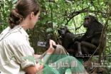 الشمبانزي أفضل من البشر في الألعاب التكتيكية