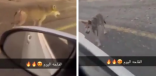 “ظل يطارده مسرعًا” شاهد.. ذئب يلاحق مركبة أثناء سيرها على طريق سريع في #المدينة_المنورة
