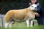 #إسكتلندا: بيع أغلى خروف في العالم بمبلغ يفوق ثمن سيارة فيراري .. 489 ألف دولار
