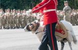 الجيش البريطاني يمنح “خروف” ترقية جديدة
