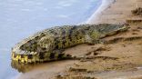 تمساح ضخم يهاجم السياح أثناء سباحة “الروك بول” في غرب أستراليا