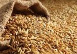 أستراليا .. إنتاج قياسي من القمح في يخفف المخاوف العالمية