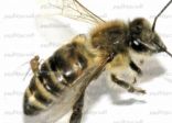 السلطات الأمريكية تفتح تحقيقًا بسبب «موت النحل»