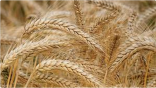 «الأمن الغذائي» تعلن انتهاء موسم شراء القمح المحلي وتستكمل صرف كامل مستحقات المزارعين