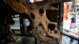 جثمان ديناصور عمره 66 مليون سنة للبيع.. بـ 1.5 مليون يورو