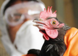 كوريا الجنوبية ترصد تفش مشتبه به لـ”إنفلونزا الطيور”