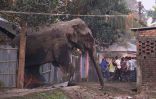 دمار يحل في بلدة هندة بسبب فيل “غاضب” !!