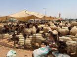 بالفيديو: تعرف على أسعار الأضاحي في مدينة الأنعام ببريدة قبل أسابيع من عيد الأضحى