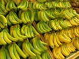 أخصائي يكشف الفرق بين الموز الأصفر والأخضر.. ويكشف فوائد الأخير بشأن الأمعاء
