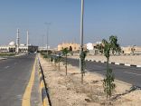 بلدية الخبر: زراعة أكثر من 300 شجرة بحي البحيرة