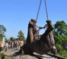 رفع فيل ضخم من على سكة حديد بعد أن صدمه قطار في الهند