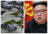 زعيم كوريا الشمالية يصدر قرارا بإعدام كل الحمام