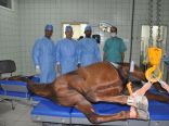 بالصور فريق طبي سعودي يجري عملية جراحية نوعية لفرس بحرينيه