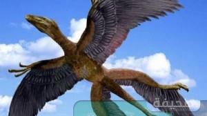 باحثون بريطانيون الديناصورات لم تنقرض ولكنها تغيرات وتحولت الى طيور